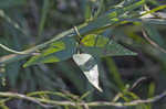 Hairy cowpea